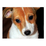Jack Russell Terrier Puppy Dog  Postcard