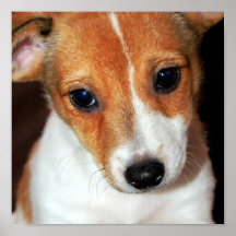 Jack Russell Terrier Puppy Dog Poster