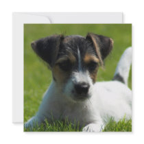 Jack Russell Terrier Puppy Invitation