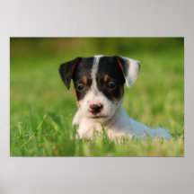 Jack Russell Terrier puppy Poster