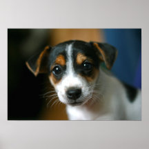 Jack Russell Terrier Puppy Poster