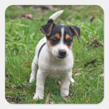 Jack Russell Terrier Puppy Sticker Sheet