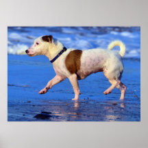Jack Russell Terrier Running On The Beach Poster