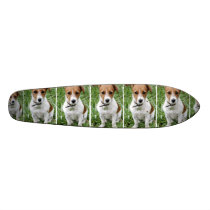 Jack Russell Terrier Skateboard