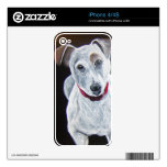 Jack Russell Terrier Jack Russell Terrier