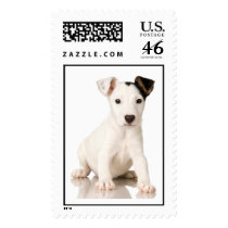 Jack Russell Terrier Stamp (LARGE)