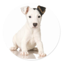 Jack Russell Terrier Stickers