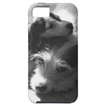 Jack Russell Terriers nap together in the sun casemate cases