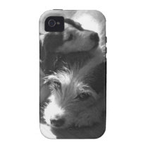 Jack Russell Terriers nap together in the sun casemate cases