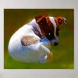 Jack Russells Print