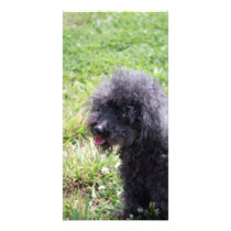 Jack T. Poodle photo cards