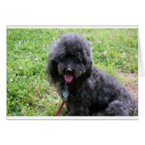 Jack T. Poodle cards