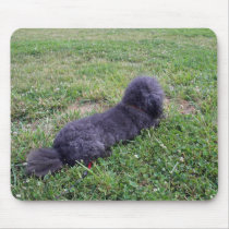 Jack T. Poodle mousepads