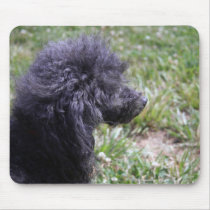 Jack T. Poodle mousepads