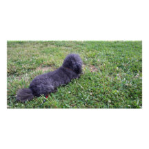 Jack T. Poodle Photo Card Template