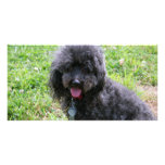 Jack T. Poodle Custom Photo Card