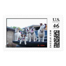 jack terrier postage