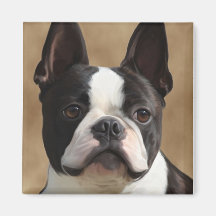 Jack the Boston terrier Refrigerator Magnets