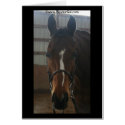 Jack the Quarter Horse Card