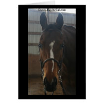 Jack the Quarter Horse Card