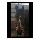 Jack the Quarter Horse Card