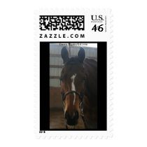 Jack the Quarter Horse Postage postage