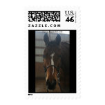 Jack the Quarter Horse Postage