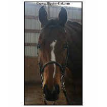 Jack the Quarter Horse T-Shirt by EquineGal Jack the Quarter Horse T-Shirt