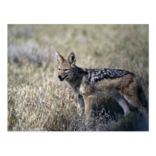 Jackal hunting post card