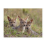 Jackal Pups Postcard