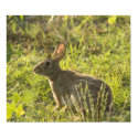 Jackalope 1 posters