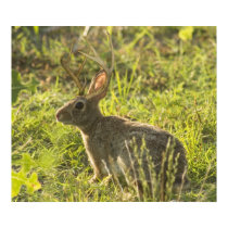 Jackalope 1 posters