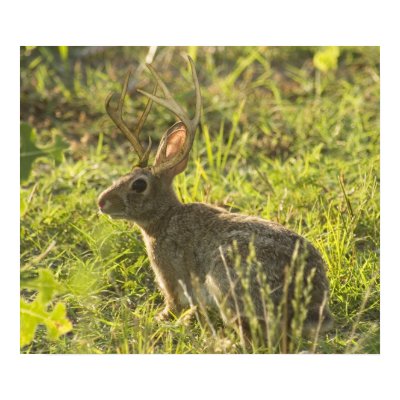 Jackalope 1 posters by Pennylanephoto