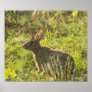 Jackalope 1 posters