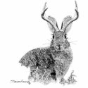 Jackalope photo sculptures