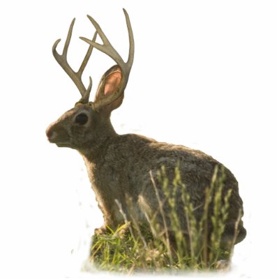 Jackalope Sc Photo Cutouts by Pennylanephoto