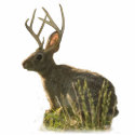 Jackalope Sc photo sculptures