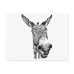Jackass