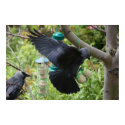 Jackdaw With Fat Balls Poster posters