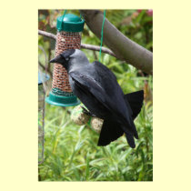 Jackdaw with Fat balls Poster posters