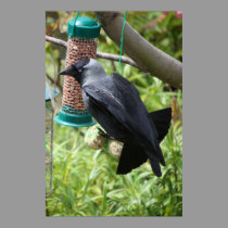 Jackdaw with Fat balls Poster posters