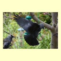 Jackdaw With Fat Balls Poster posters