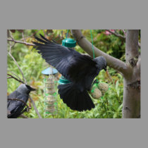 Jackdaw With Fat Balls Poster posters
