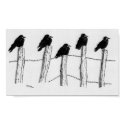 Jackdaws posters