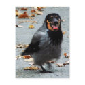 Jackdog postcards