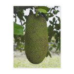 Jackfruit hanging from tree post card