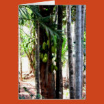 india, goa, places, fruits, tropical, jackfruits,