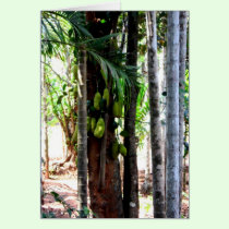 Jackfruits cards
