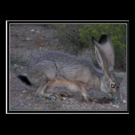 Jackrabbit postcards