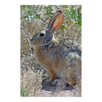 JackRabbit posters by mlane53 JackRabbit posters